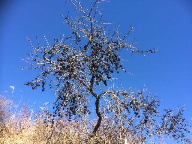 דירות סקואול Chasa Mundin מראה חיצוני תמונה